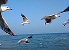 Binz