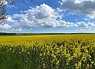 Rügen