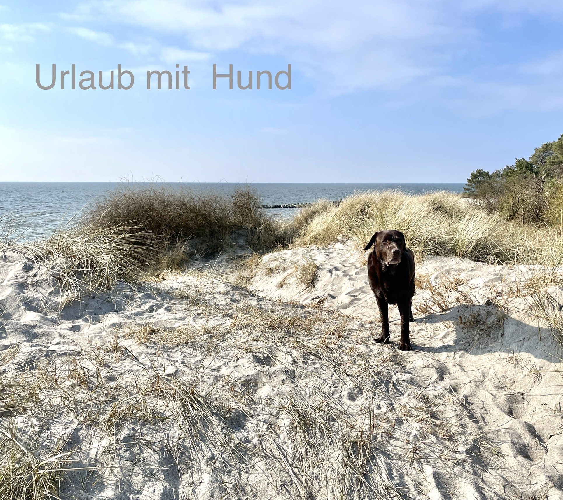 Urlaub mit Hund