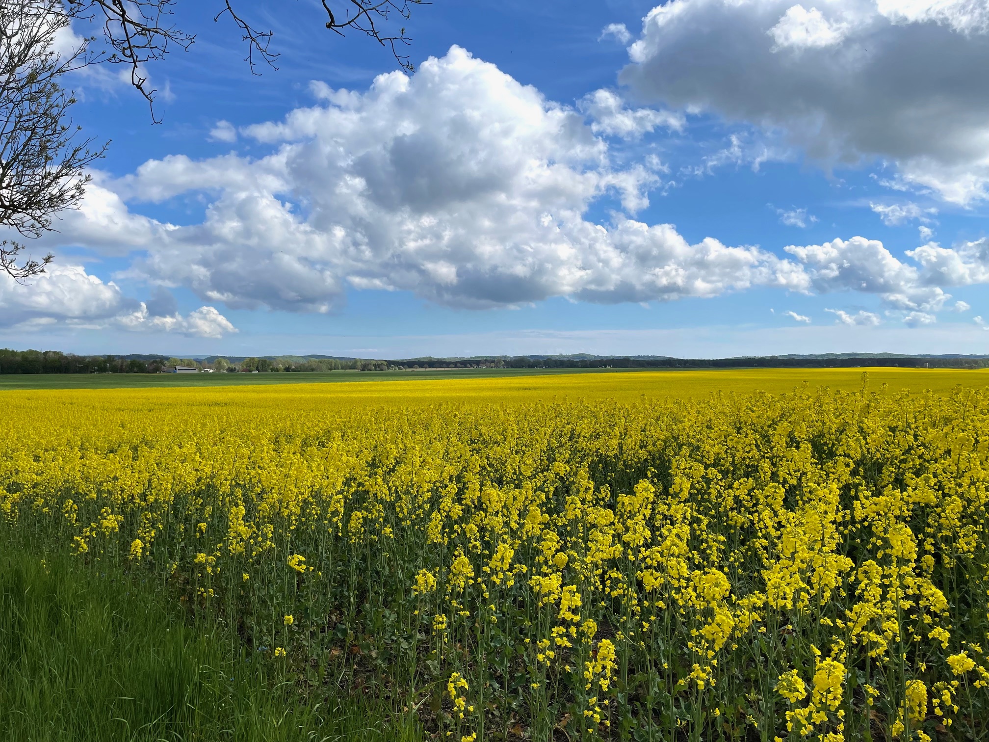 Rügen