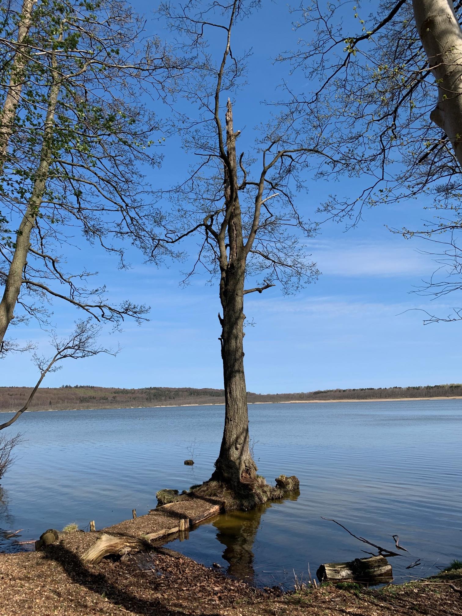 Rügen