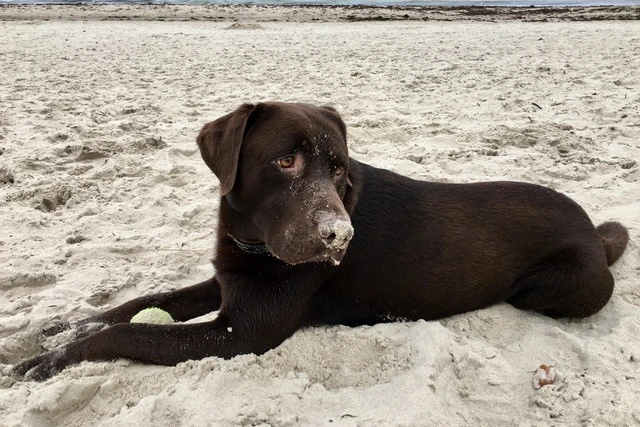 Urlaub mit Hund an der Ostsee